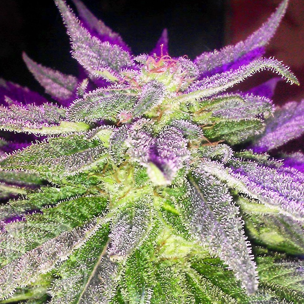 Blue Power feminised Ganja Seeds