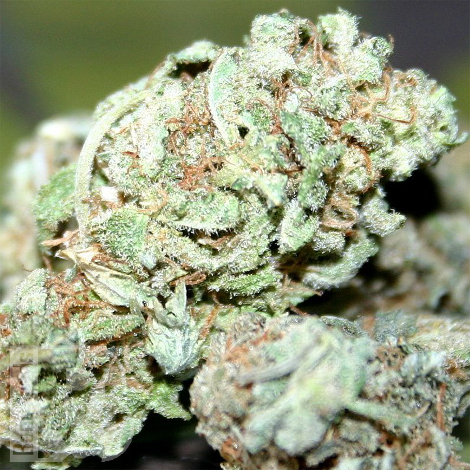 Blue Power feminised Ganja Seeds