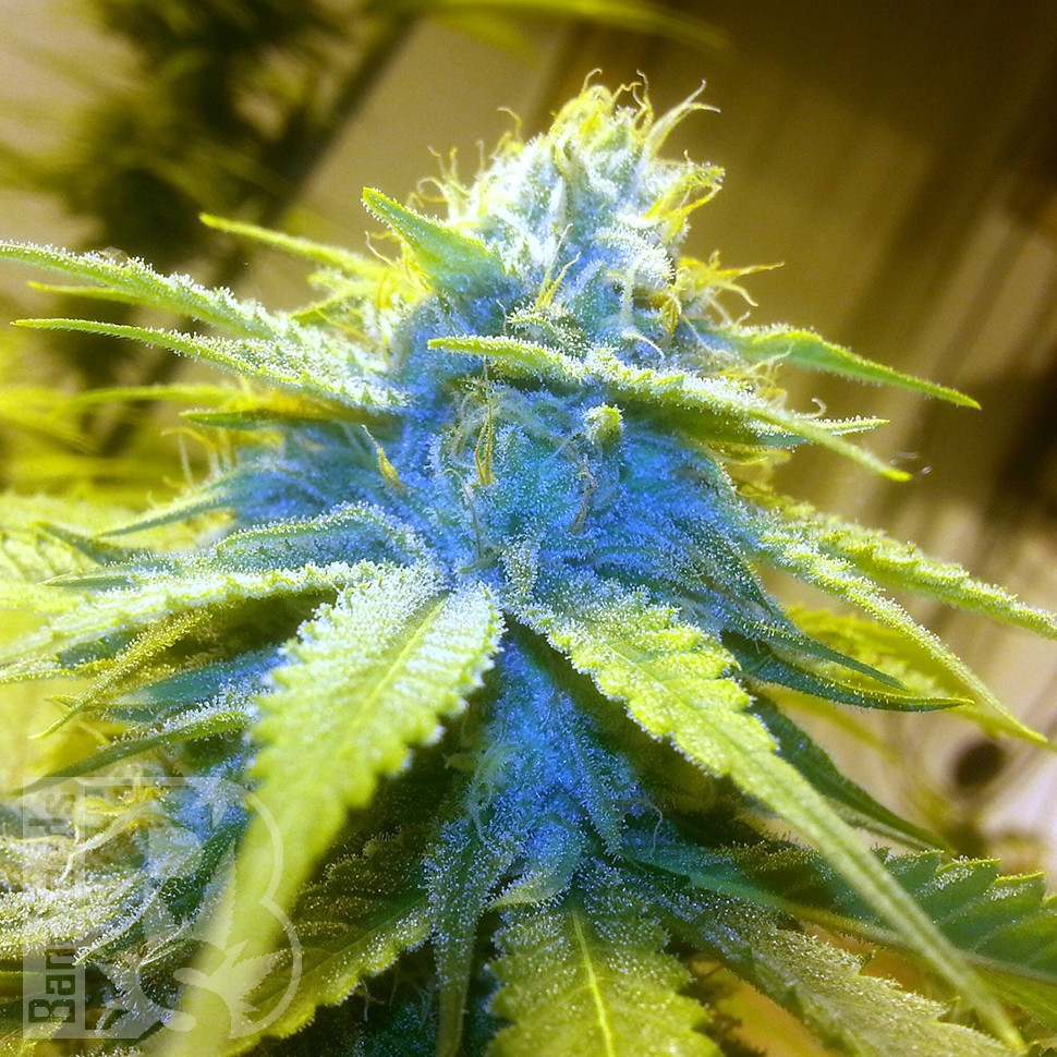 Blue Power feminised Ganja Seeds
