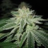 Blue Power feminised Ganja Seeds