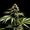 Blue Power feminised Ganja Seeds