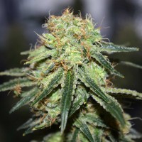 Super Bud feminised Ganja Seeds