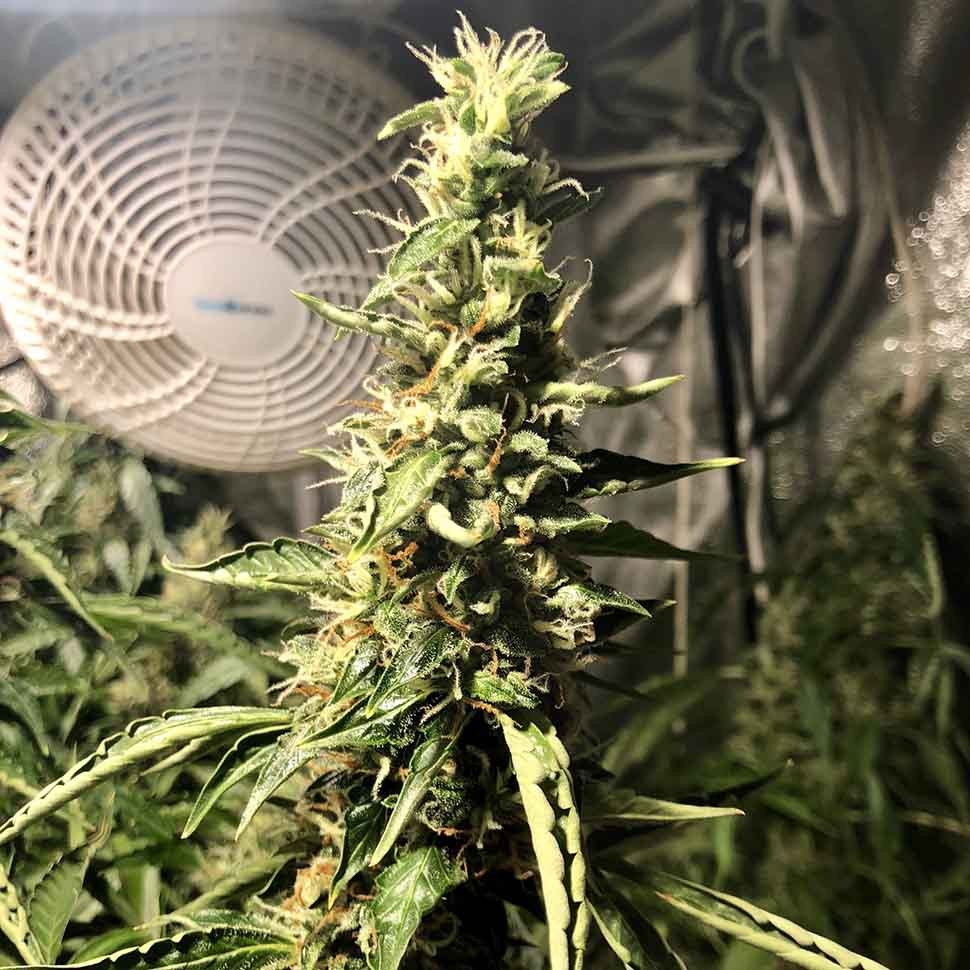 Семена каннабиса  Blue AK regular Ganja Seeds