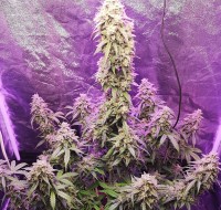 Himalaya Blue Diesel regular Ganja Seeds