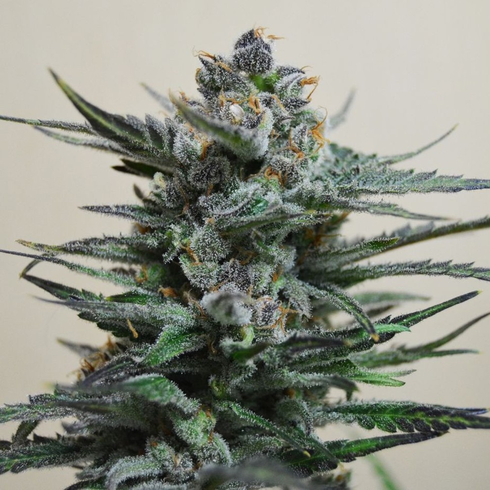 Семена каннабиса  Auto Blue Acid regular Ganja Seeds