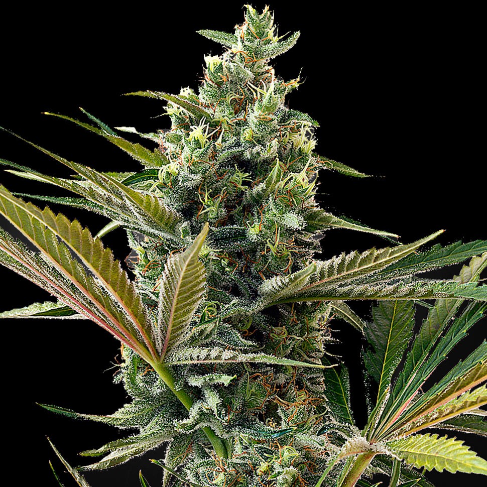 Семена конопли  Auto Super Lemon Haze CBD feminised Ganja Seeds