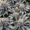 Blue Widow feminised Ganja Seeds Blue Widow feminised Ganja Seeds