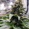 Blue Widow feminised Ganja Seeds Blue Widow feminised Ganja Seeds