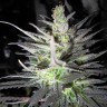 Семена  Super Cali Haze feminised Ganja Seeds