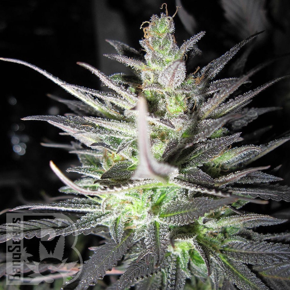 Семена  Super Cali Haze feminised Ganja Seeds