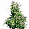 Семена  Super Cali Haze feminised Ganja Seeds