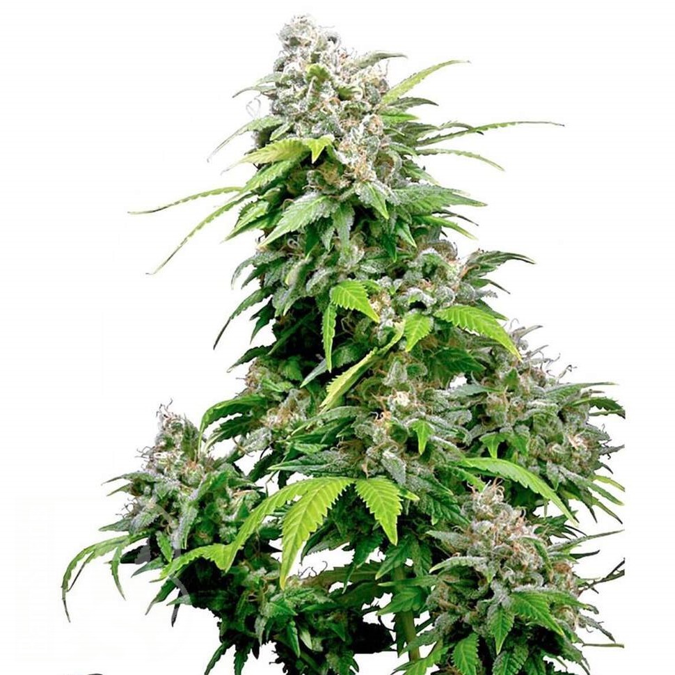 Семена  Super Cali Haze feminised Ganja Seeds