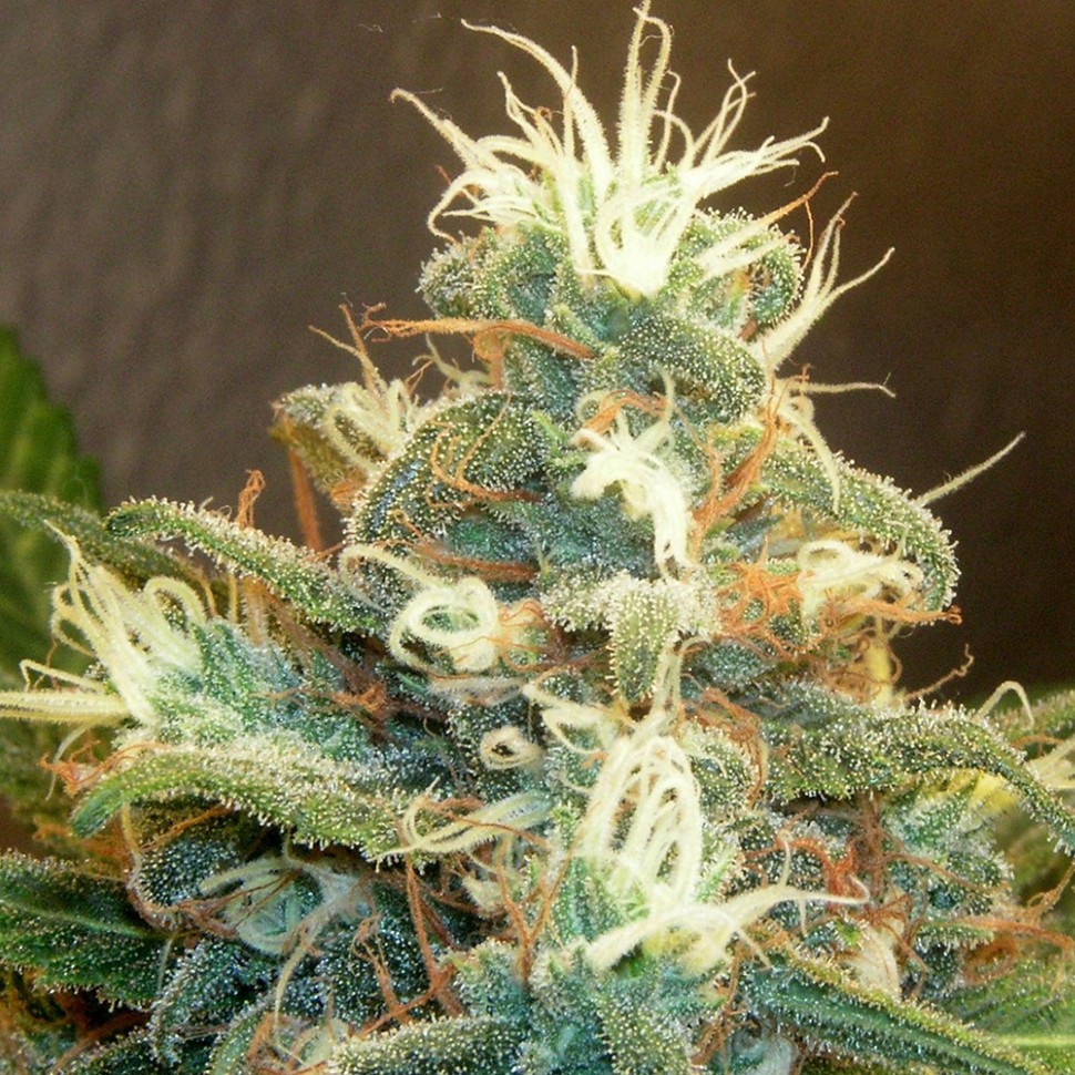 Семена  Power Plant feminised Green Silk Road Seeds