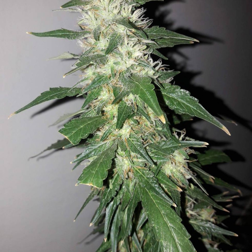 купить мощные семена конопли Power Plant feminised