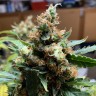 семена культурной конопли купить Critical feminised Victory Seeds
