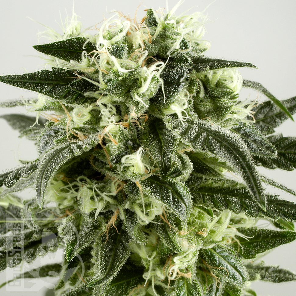 Семена  Auto Super Silver Haze feminised Ganja Seeds