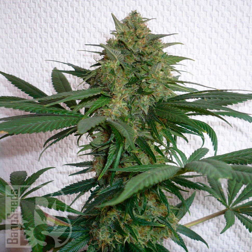 Семена Mohan Ram feminised Ganja Seeds