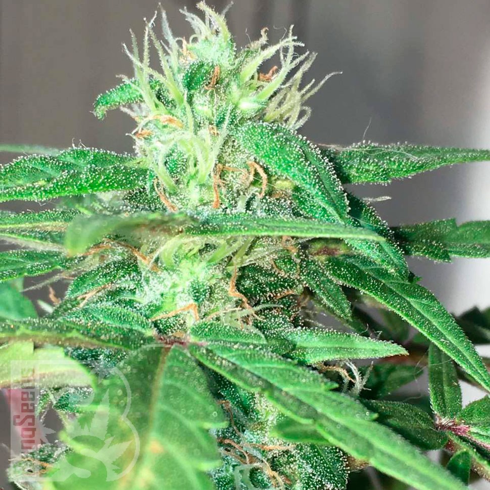 Семки Mohan Ram feminised Ganja Seeds