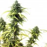 Brazil Sativa feminised Ganja Seeds