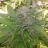 Семена  Super Critical feminised Ganja Seeds