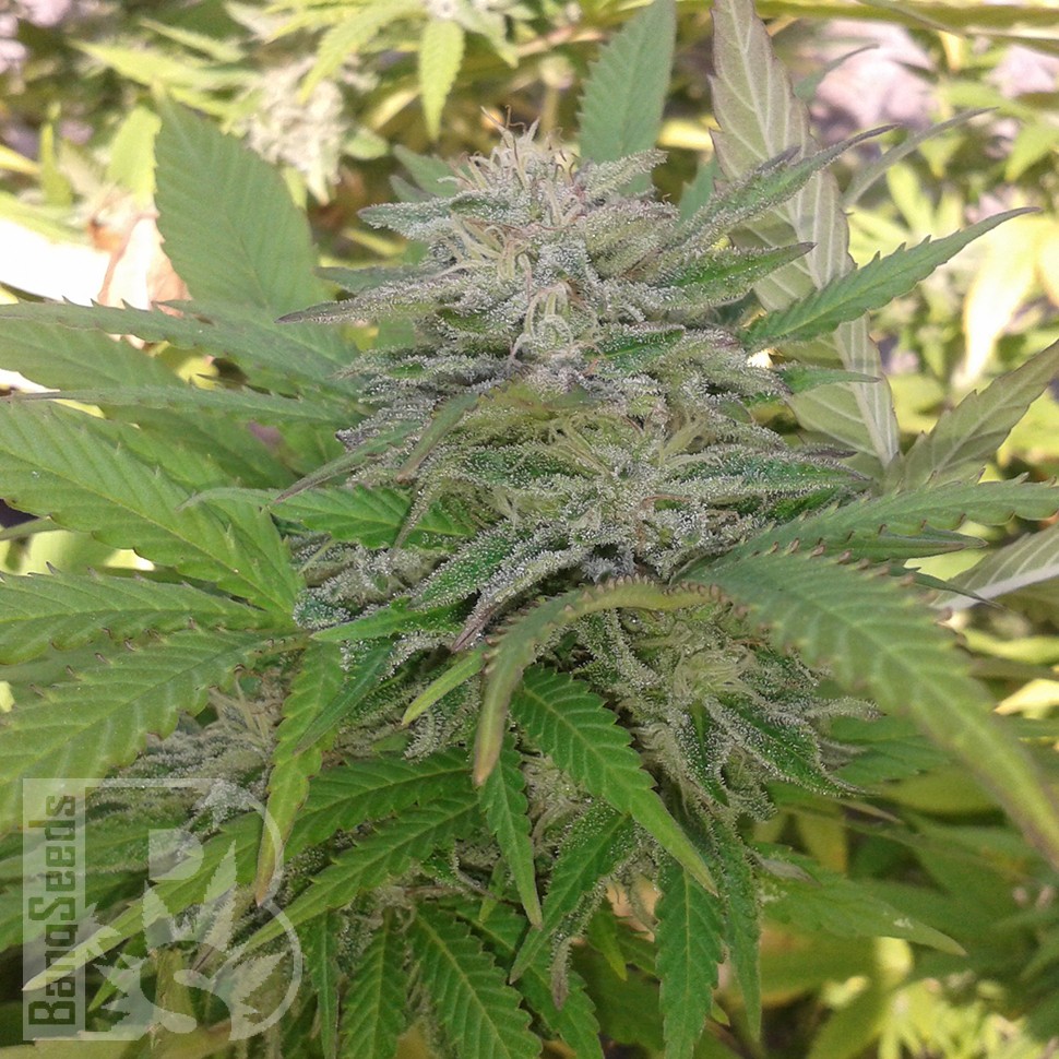 Семена  Super Critical feminised Ganja Seeds