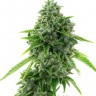Семена  Super Critical feminised Ganja Seeds