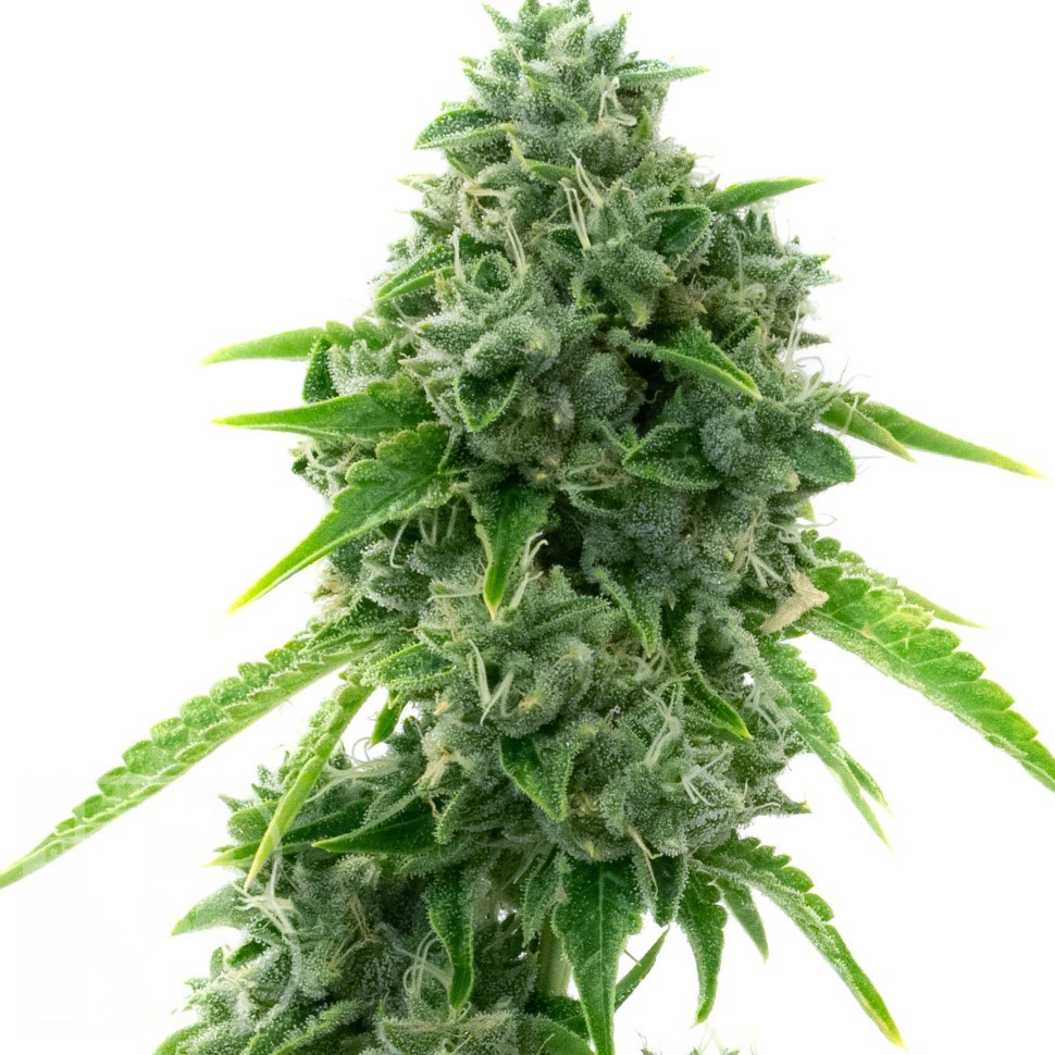 Семена  Super Critical feminised Ganja Seeds