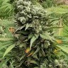 Семена  Super Critical feminised Ganja Seeds