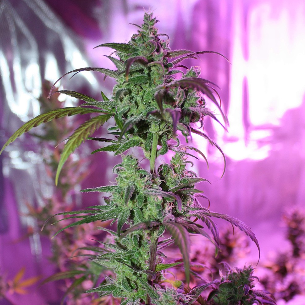 регулярные семена конопли купить Auto AK 47 regular
