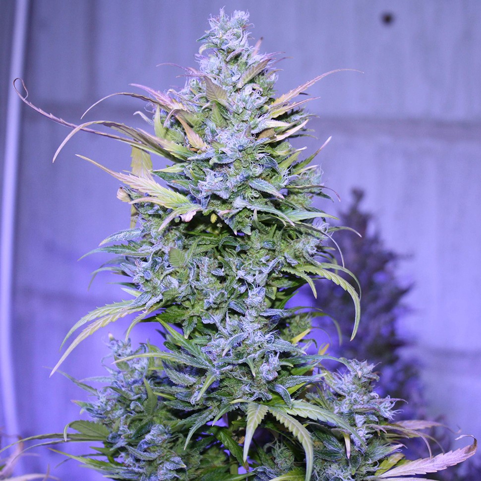Семена марихуаны  Auto AK 47 regular Ganja Seeds