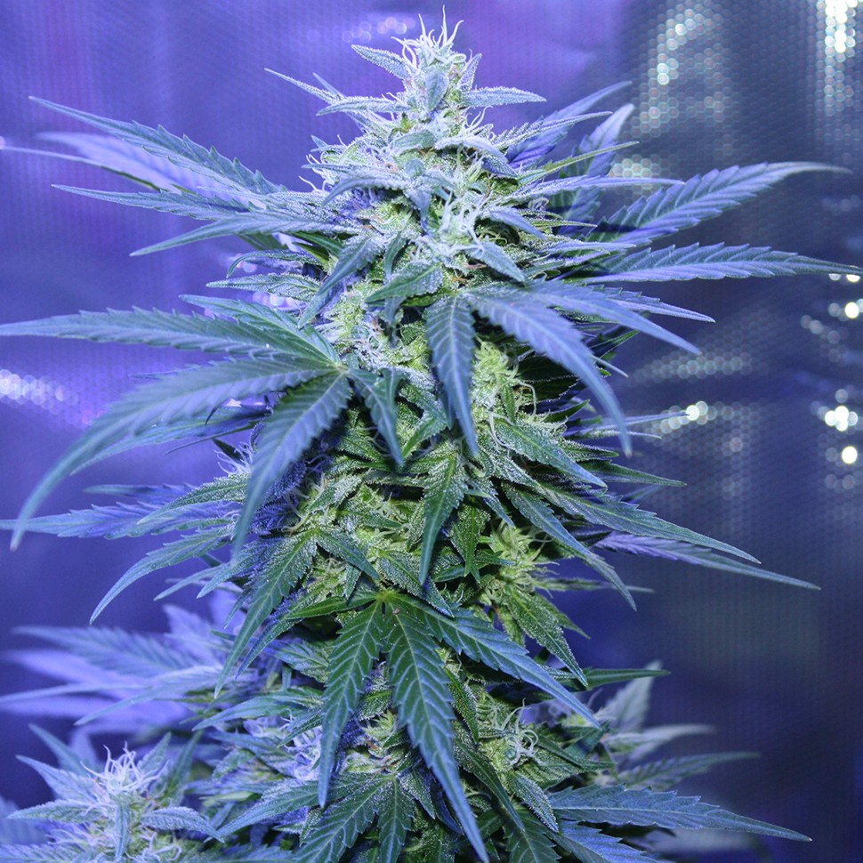 заказ семян конопли Auto AK 47 regular