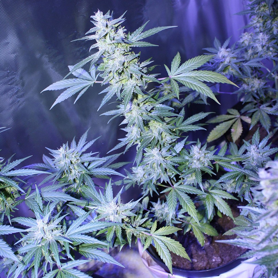 где заказать семена конопли Auto AK 47 regular