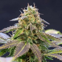 Violator Kush feminised Ganja Seeds