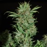  заказать хорошие семена конопли AK 47 feminised