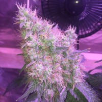 Northern Lights feminised Victory Seeds