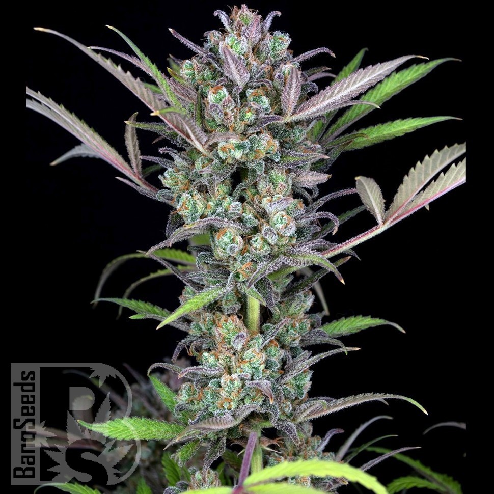 Семена ганжа  Auto Sweet Skunk feminised Ganja Seeds