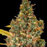 Семена ганжа  Auto Sweet Skunk feminised Ganja Seeds