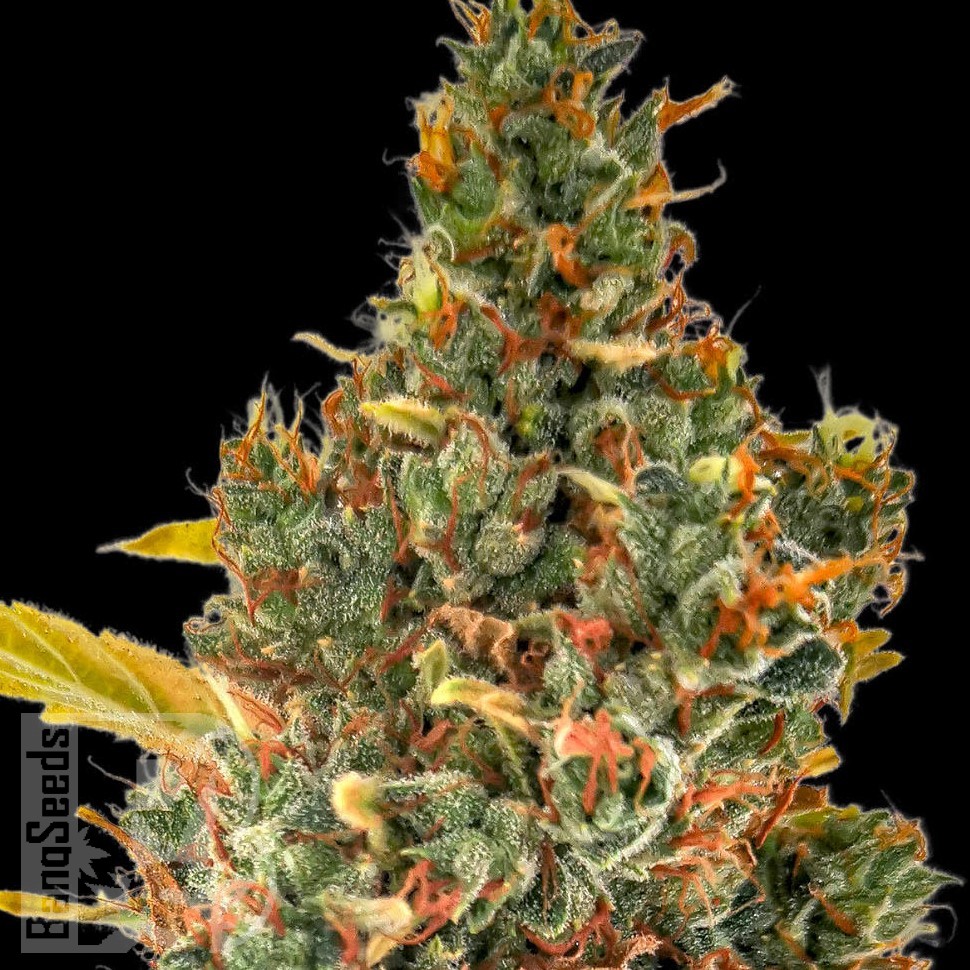 Семена ганжа  Auto Sweet Skunk feminised Ganja Seeds
