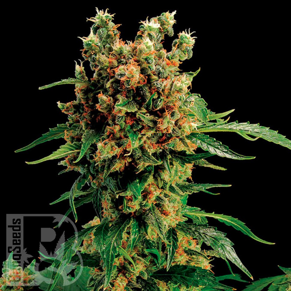 Семена California Hash Plant feminised Ganja Seeds заказать