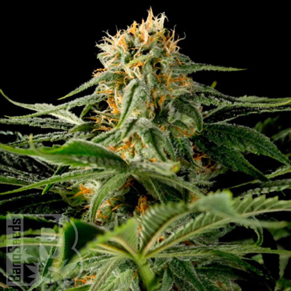 California Hash Plant feminised Ganja Seeds
