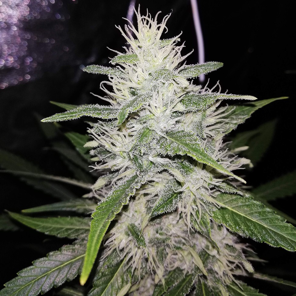 Семена конопли  Alter Ego feminised Neuro Seeds