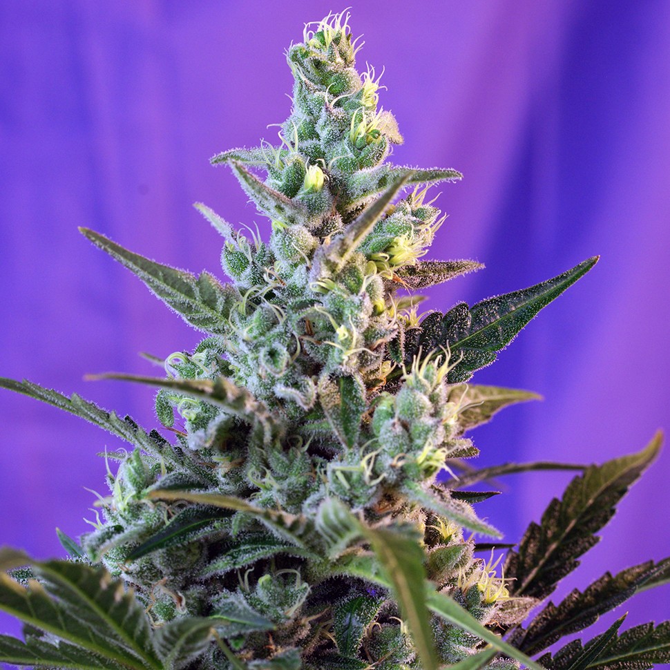 Семена конопли  Auto Think Big feminised Ganja Seeds
