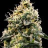 Семена конопли  Auto Think Big feminised Ganja Seeds