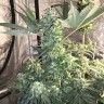 Bubble Gum feminised Ganja Seeds