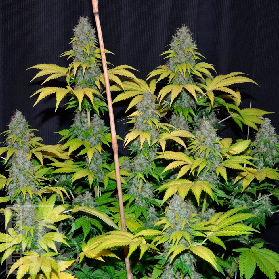 Bubble Gum feminised Ganja Seeds