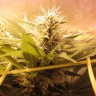 Bubble Gum feminised Ganja Seeds