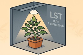 Низкий стресс, высокий результат: LST для автоцветов
