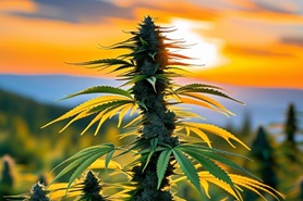 Каннабис Fast Version – для тех, кто не привык ждать